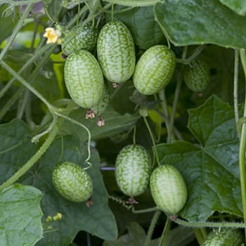 Cucamelon