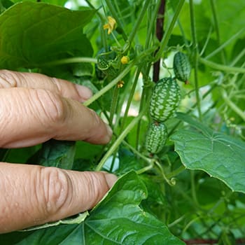 Cucamelon