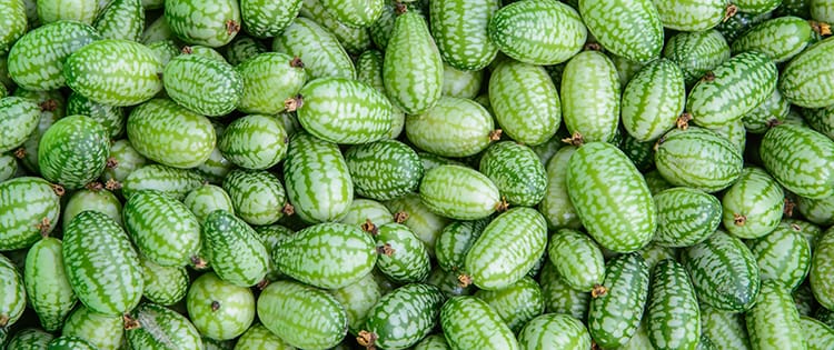 Cucamelon