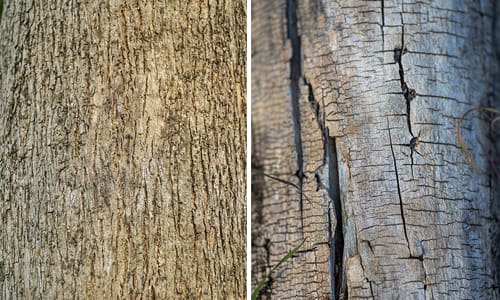 How To Tell A Dead Tree From A Healthy One