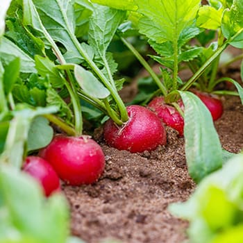 50 early spring vegetables 