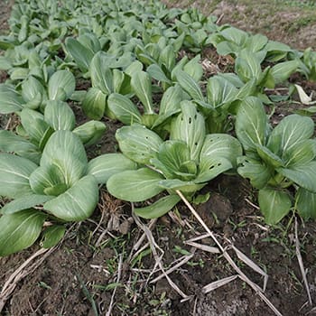 50 early spring vegetables 