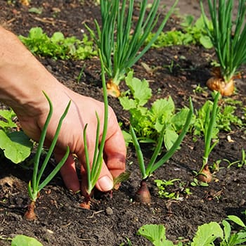 50 early spring vegetables 