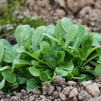 50 early spring vegetables 