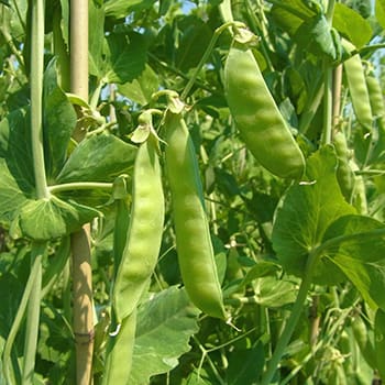 50 early spring vegetables 