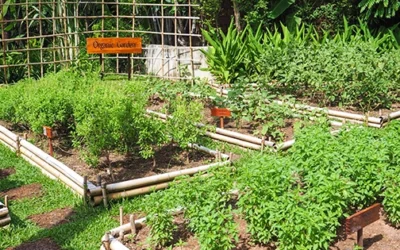 50 Early Spring Vegetables