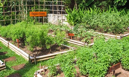 50 Early Spring Vegetables