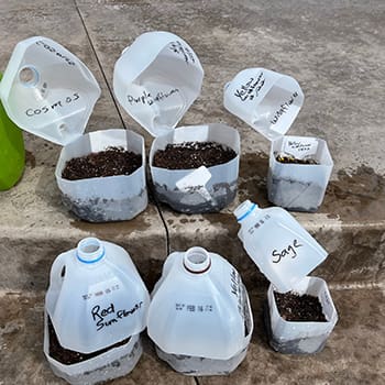 Ingenious Ways To Use Milk Jugs In Your Backyard