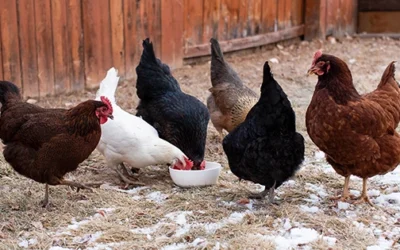 What Should I Feed My Chickens In Winter?