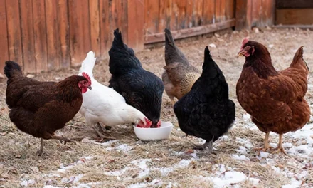 What Should I Feed My Chickens In Winter?