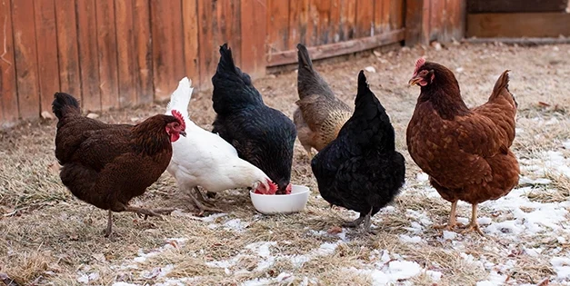 What Should I Feed My Chickens In Winter?