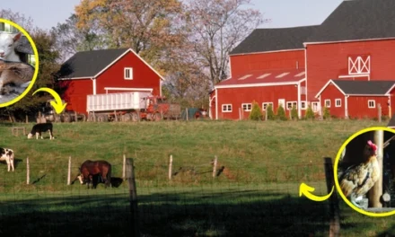 8 Miniature Farm Animals You Should Raise