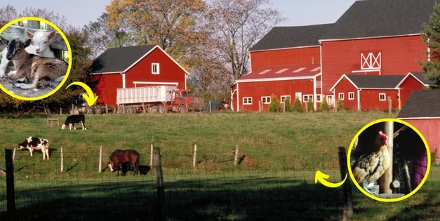 8 Miniature Farm Animals You Should Raise