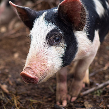 8 Miniature Farm Animals You Should Raise