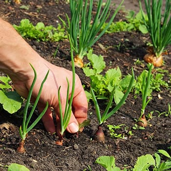 How To Plan Your Vegetable Garden for This Spring