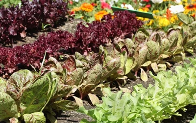 How To Plan Your Vegetable Garden for This Spring