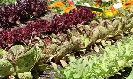How To Plan Your Vegetable Garden for This Spring