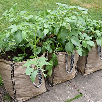 If You Don’t Have Enough Space To Grow A Garden, Do This