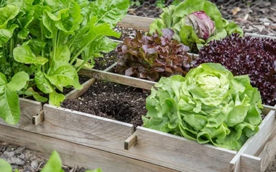 If You Don’t Have Enough Space To Grow A Garden, Do This