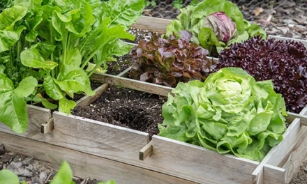 If You Don’t Have Enough Space To Grow A Garden, Do This