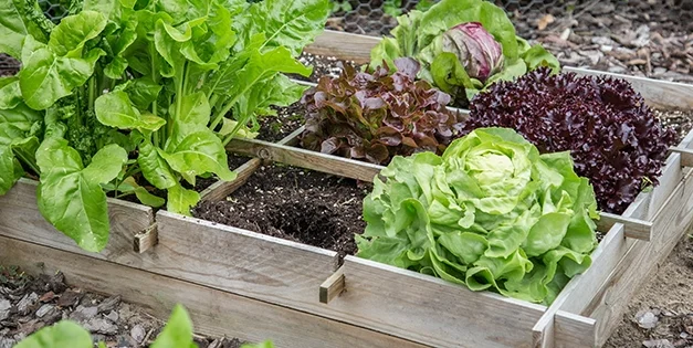 If You Don’t Have Enough Space To Grow A Garden, Do This