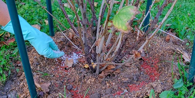 Soil Prepping Mistakes