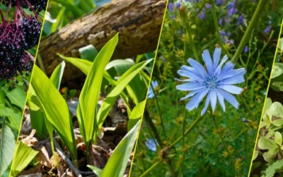 The Only Plants Soldiers Looked For During The Civil War