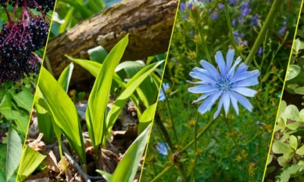 The Only Plants Soldiers Looked For During The Civil War