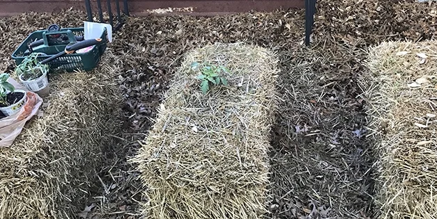 Best Crops For Your Straw Bale Garden