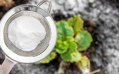 What Happens If You Use Powdered Milk To Your Plants