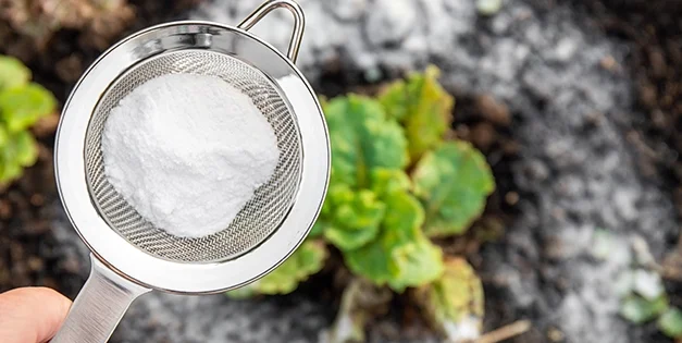 What Happens If You Use Powdered Milk To Your Plants