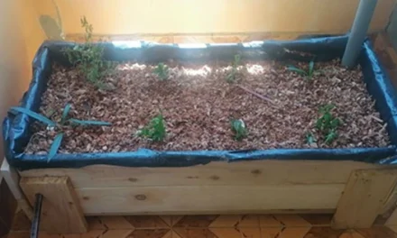 DIY Self-Watering Raised Garden Beds