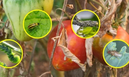 Deadly Bugs For Your Crops