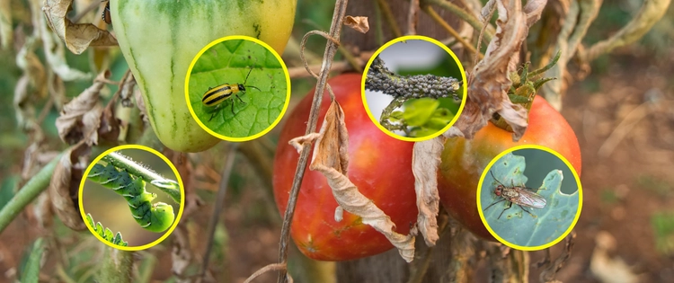 Deadly Bugs For Your Crops