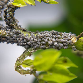 Deadly Bugs For Your Crops