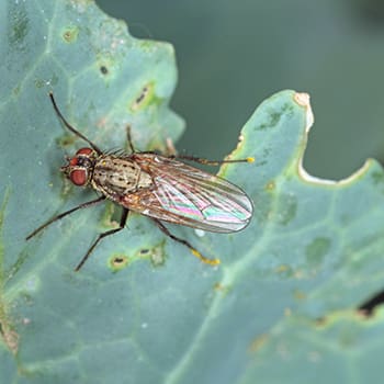 Deadly Bugs For Your Crops