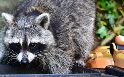 How To Keep Raccoons Away From Your Property