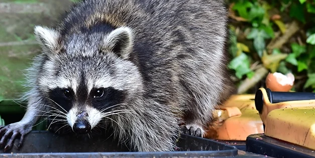 How To Keep Raccoons Away From Your Property