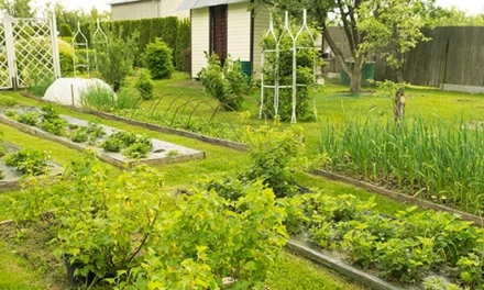 Plant These Now For An Early Summer Harvest