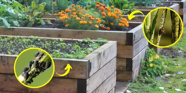 Stop Making These Dangerous Pest Control Mistakes