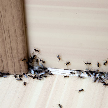 Stop Making These Dangerous Pest Control Mistakes