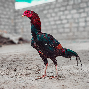 These Are The Most Dangerous Chicken Breeds. Do You Have Any Of Them?