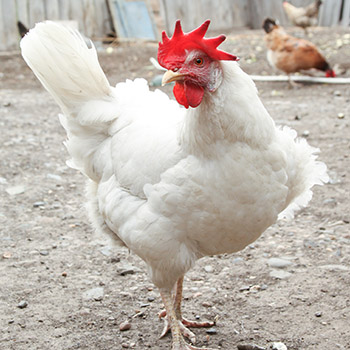 These Are The Most Dangerous Chicken Breeds. Do You Have Any Of Them?