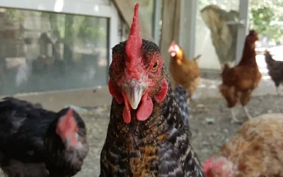 These Are The Most Dangerous Chicken Breeds. Do You Have Any Of Them?