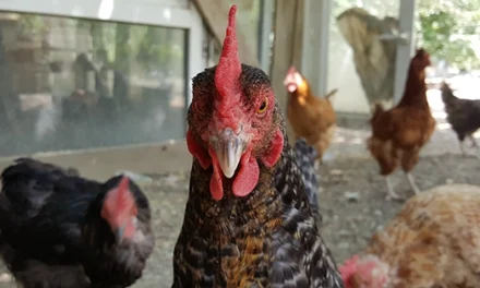 These Are The Most Dangerous Chicken Breeds. Do You Have Any Of Them?