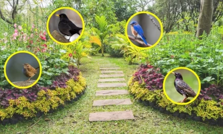 This Is Why You Should Attract These Birds In Your Garden