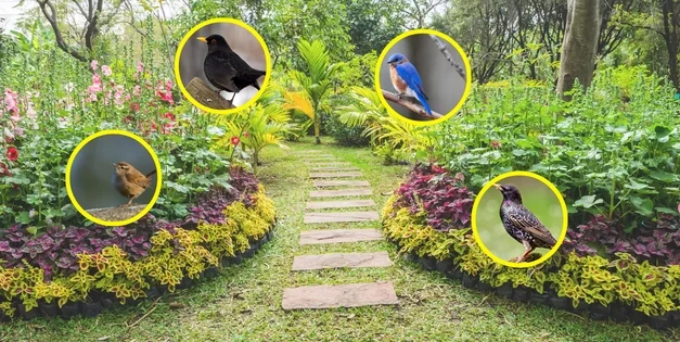 This Is Why You Should Attract These Birds In Your Garden