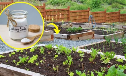 What Happens When You Use Backing Soda In Your Garden?