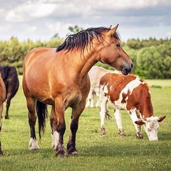 You Should Never Keep These Livestock Together