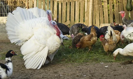 You Should Never Keep These Livestock Together